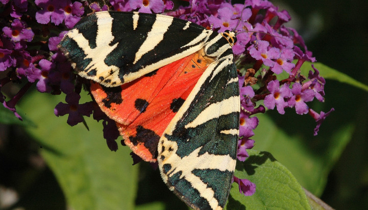 Ecaille chinée (Euplagia quadripunctaria) © Nicolas Maurel