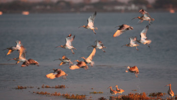 Envol de courlis cendrés dans la réserve naturelle du Marais d'Yves