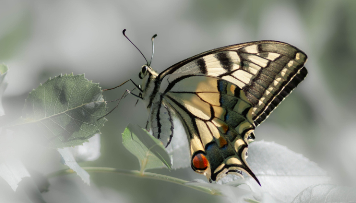 Machaon LPO66 Christian Dislair