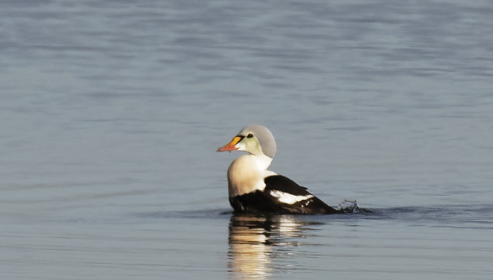 Eider à tête grise