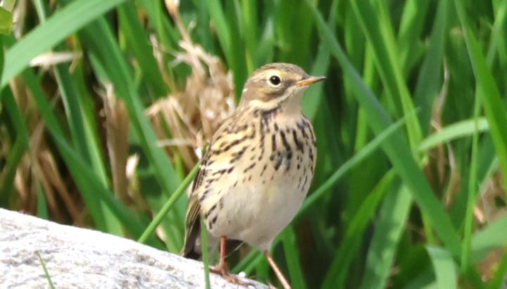 Pipit farlouse