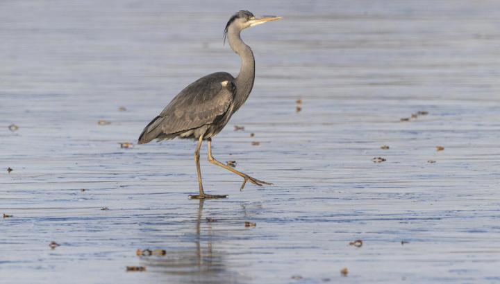 Heron cendre, Fabrice Cahez