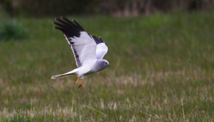 Busard Saint-Martin mâle en vol © LPO Normandie