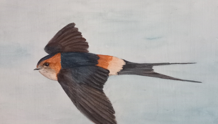 Hirondelle rousseline - Illustration : Kristin Pollen