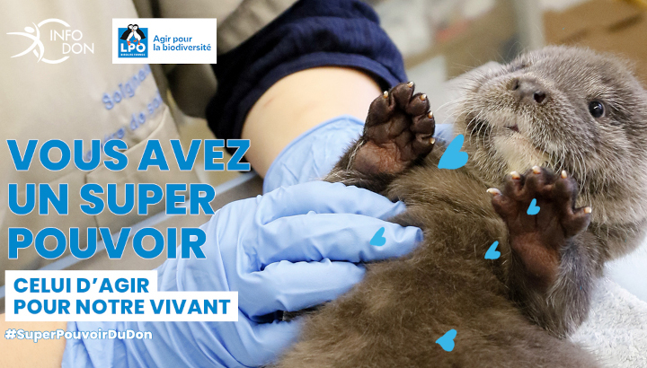 Loutre en soin dans un centre pour la faune sauvage LPO.
