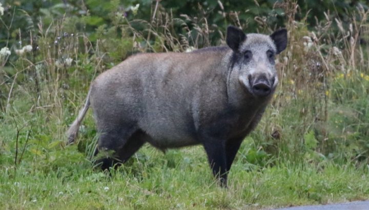 Sanglier d'Europe