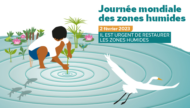 Une personne est accroupie les pieds dans l'eau, elle plante de la végétation. On distingue des poissons en transparence. Et un échassier que l'on suppose être une Grande aigrette prend son envol.