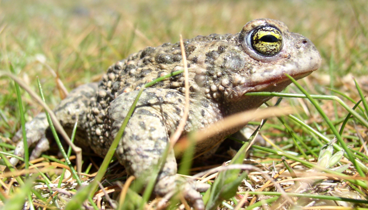 Crapaud calamite (Epidalea calamita) © Gilles Bentz