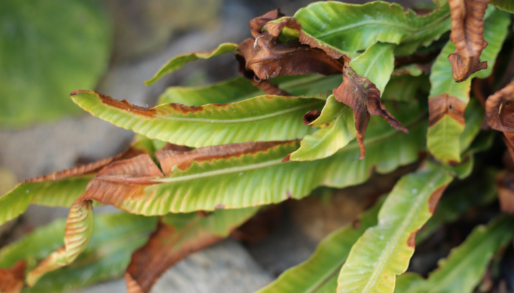 Scolopendre (Asplenium scolopendrium) ou Langue-de-cerf © Nicolas Macaire / LPO