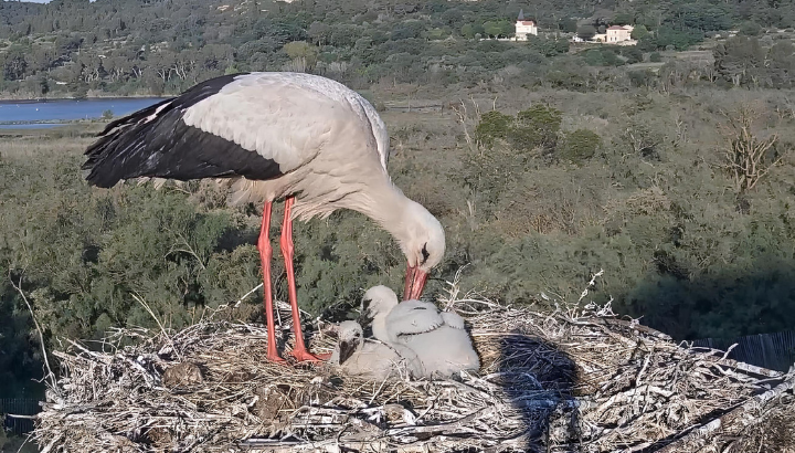 Cigogne blanche et cigogneaux © Jérémy Lainé