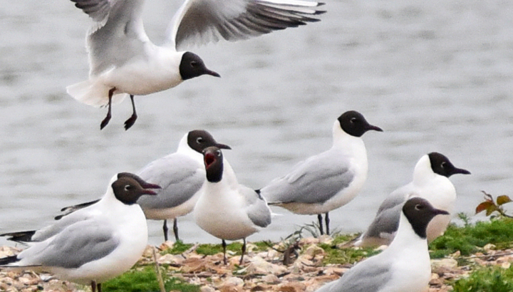 Mouettes rieuses © Pierre Cabard