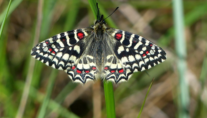 Globularia et Iris, fleurs de la garrigue photo Mijo Gomez