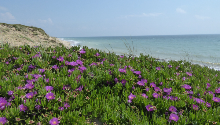 Griffe de sorcière (Carbobrotus edulis) sur l'îlle de ré