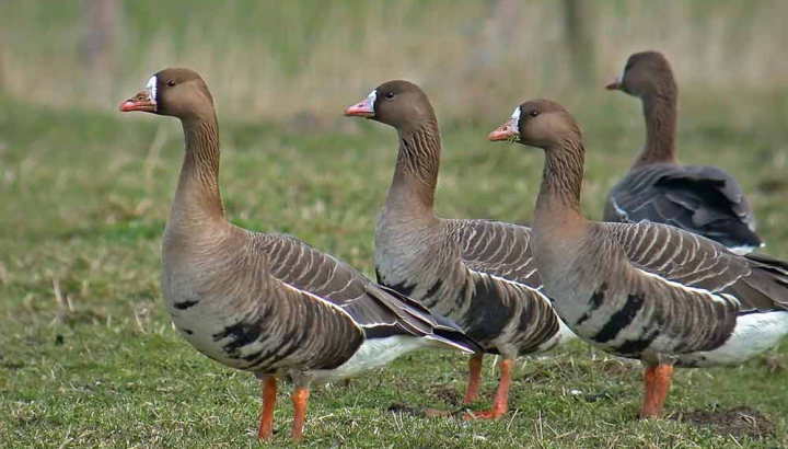 Quatre oies rieuses