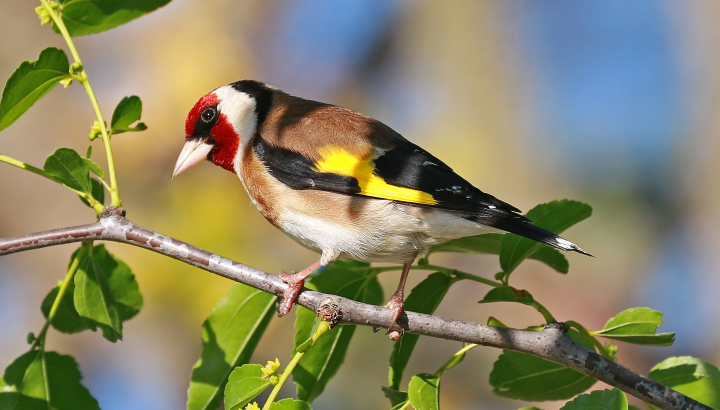 Chardonneret élégant © Gérard Duvert
