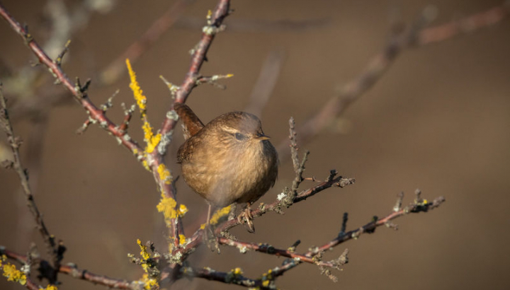 Troglodyte mignon (Troglodytes troglodytes) © Pixabay