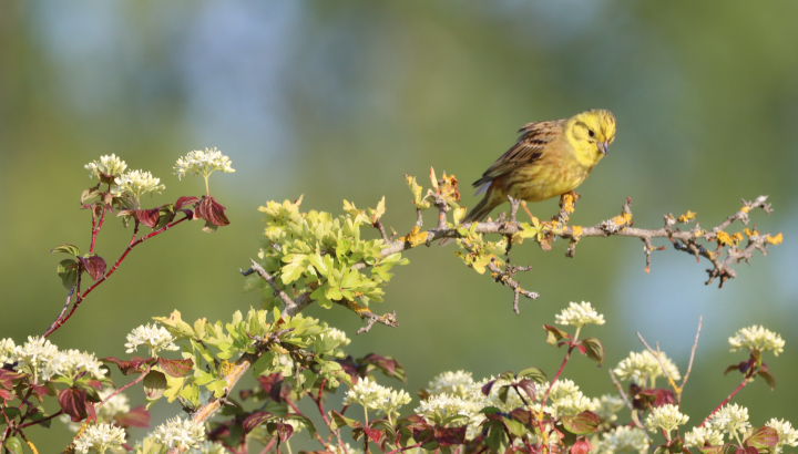 Balade nature dans le Bois de Tillet