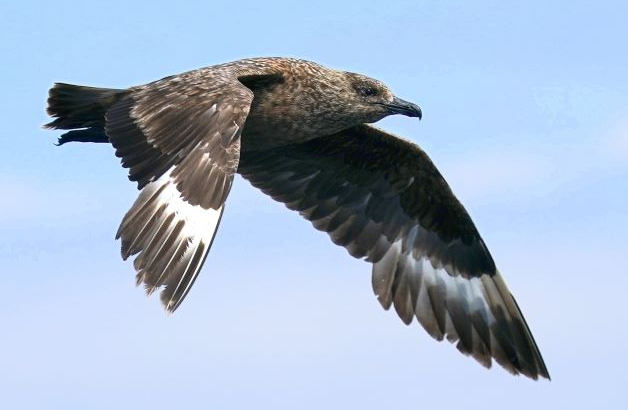 Mouettes de Sabine en vol