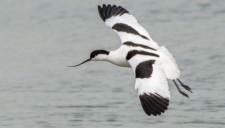 Avocette élégante