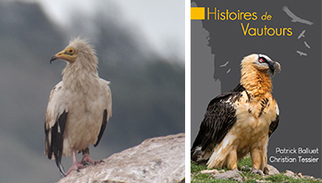 Couverture du livre Histoires de vautours et vautour percnoptère