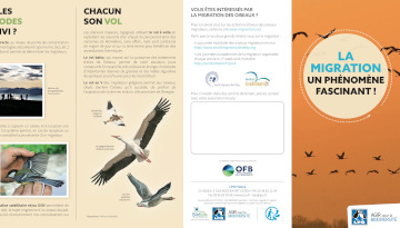 depliant EuroBirdWatch