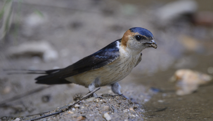 Hirondelle rousseline posée sur une branche