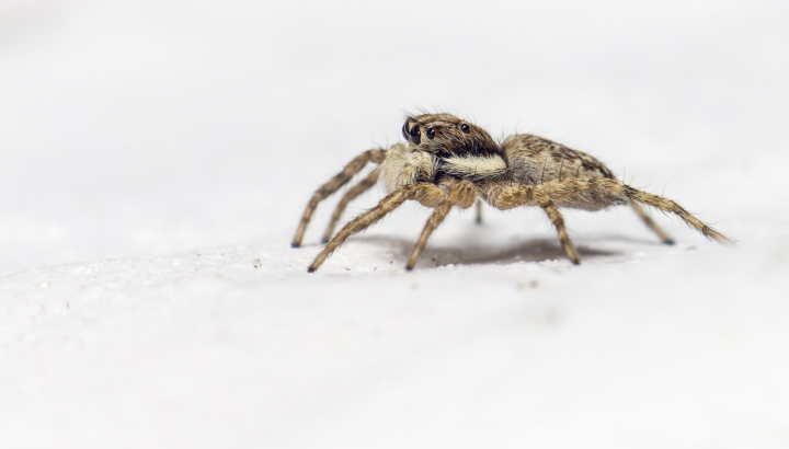 Jumping spider / Crédit photo : Erik_Karits (Pixabay)