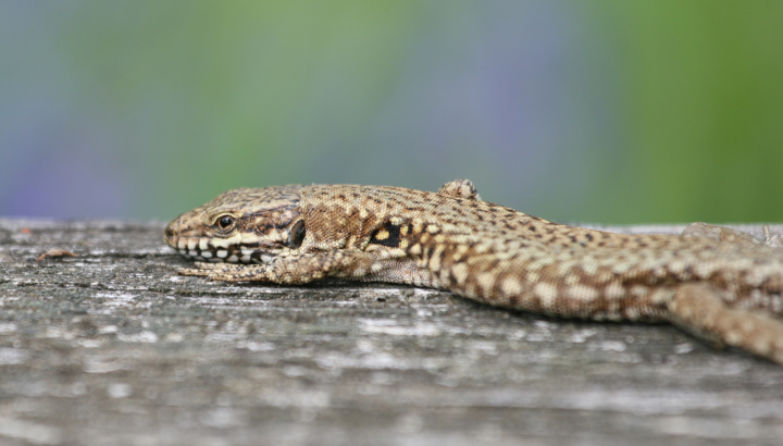 Lézard des murailles (Podarcis muralis) © Nicolas Macaire / LPO