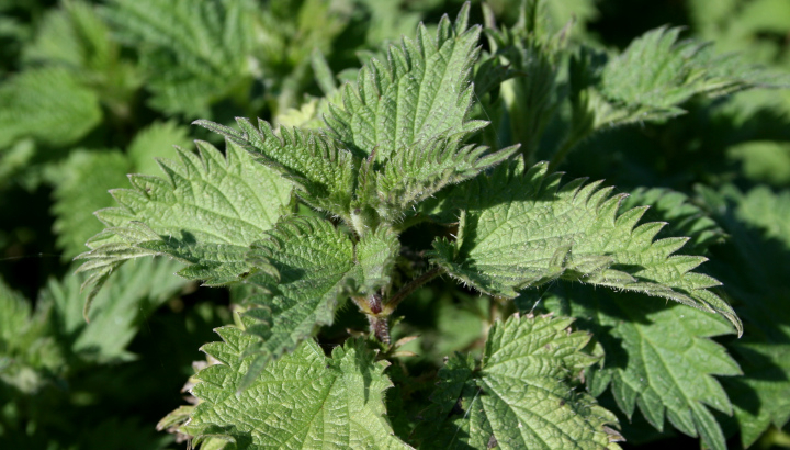Ortie (Urtica sp.) © Nicolas Macaire / LPO