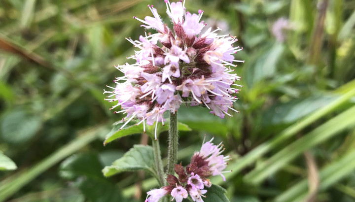 Menthe aquatique (Mentha aquatica) © Nicolas Macaire / LPO