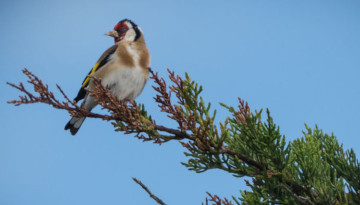 Chardonneret élégant sur une branche