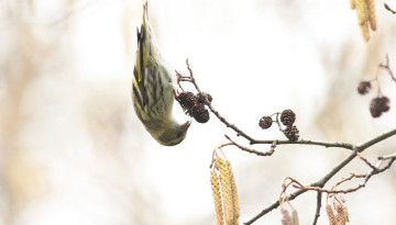 Planche d'identification : Alnus glutinosa (Famille des bétulacées)