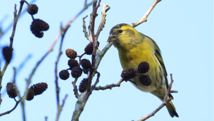 Tarin des aulnes (Spinus spinus) se nourrissant des fruits de l'aulne / Getty - Sandra Standbridge