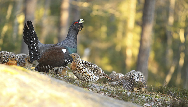 Grand tétras © Emile Barbelette