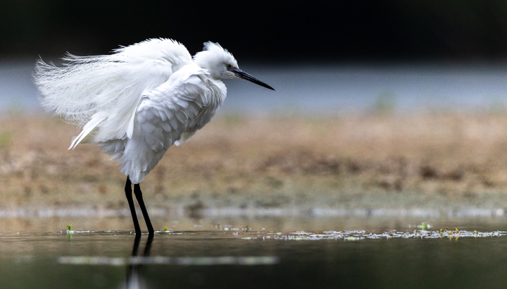 Aigrette garzette © Alain Lorieux