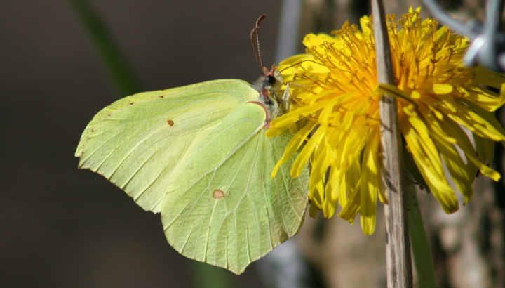 Citron (Gonepteryx rhamni) mâle © Nicolas Macaire / LPO