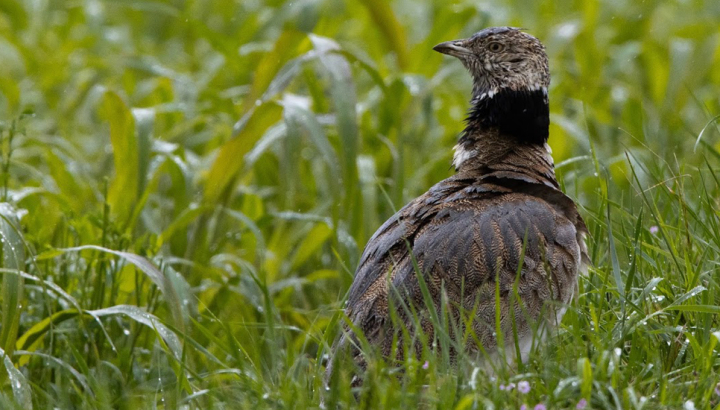 Outarde canepetière © Elzéar Mulot