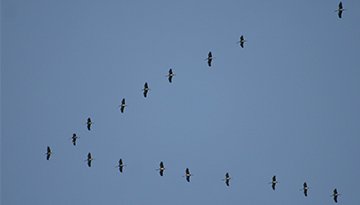 Grues cendrées en migration - Vincent Palomarès