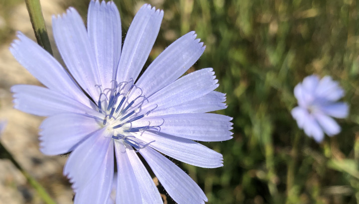 Chicorée sauvage (Cichorium intybus) © Nicolas Macaire / LPO
