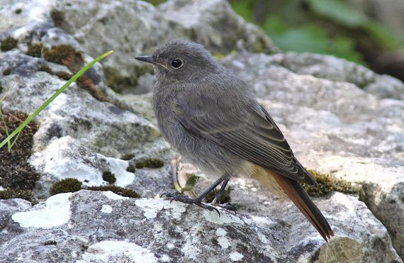 Rougequeue noir (Phoenicurus ochruros)