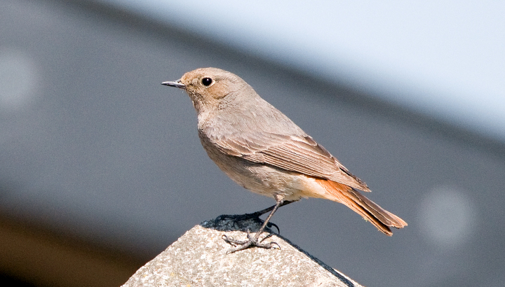 Rougequeue noir (Phoenicurus ochruros)