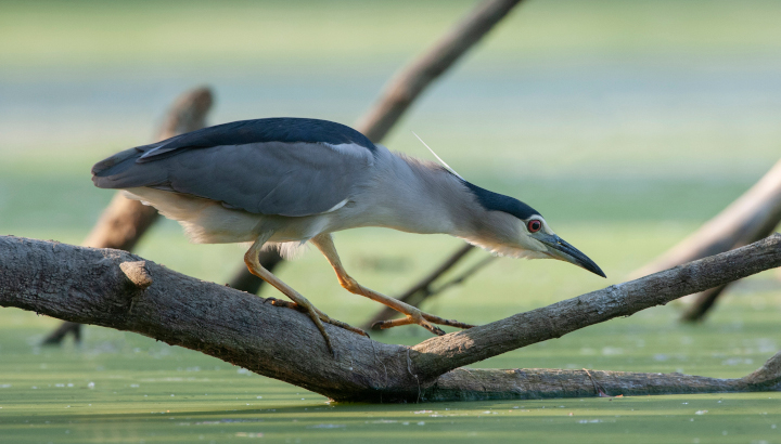 Bihoreau gris marchant sur une branche au dessus de l'eau