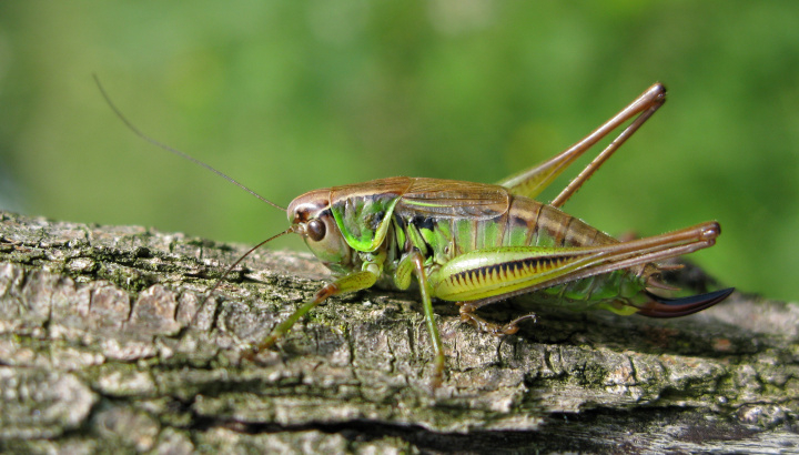 Decticelle bariolée (Roeseliana roeselii) © Cédric Mroczko
