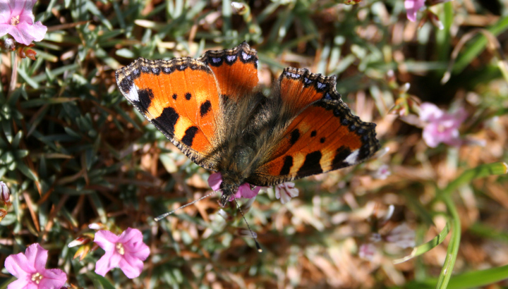Petite tortue (Aglais urticae) © Nicolas Macaire / LPO