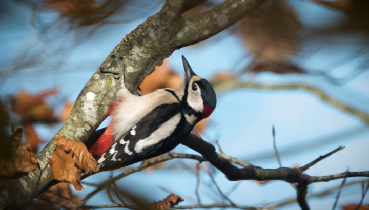 Pic épeiche (Dendrocopos major) mâle