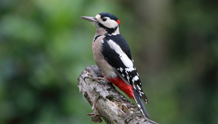 Pic épeiche (Dendrocopos major) mâle / Pixabay