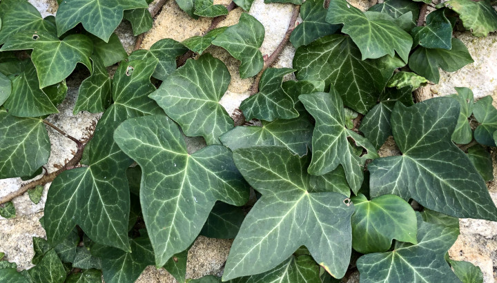 Lierre (Hedera helix) © Nicolas Macaire / LPO