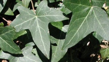 Lierre (Hedera helix)