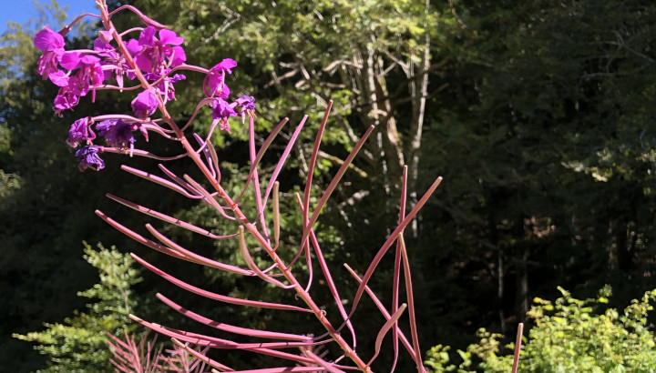 Epilobe en épi (Epilobium angustifolium) © Nicolas Macaire / LPO