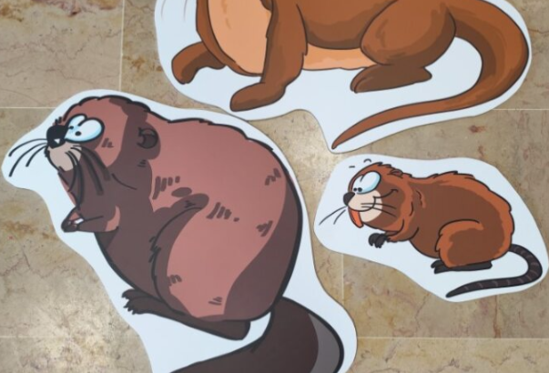 Bâche traces et indices de castor